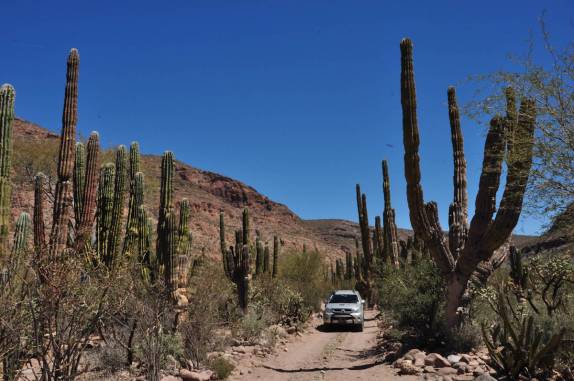 A Fiona atravessa o deserto na Sierra de Santa Marta, região de San Ignacio, no deserto Vizcaino (Baja California - México)